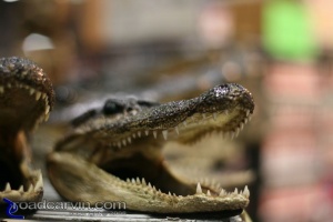 Gator Heads: Seems that everything is for sale at the show